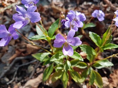 Viola portalesia, photographed by Javier Conejeros Gastó