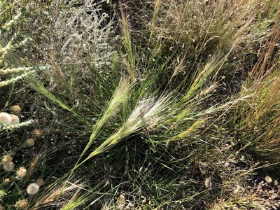 Elymus longifolius, photographed by CK2AZ