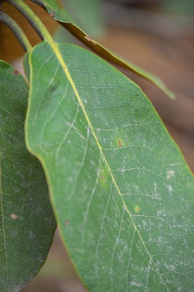 Rhododendron falconeri, photographed by Morten Ross