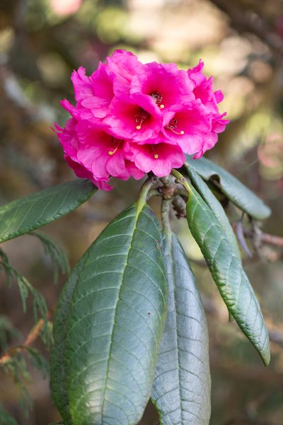 Rhododendron kesangiae, photographed by Morten Ross