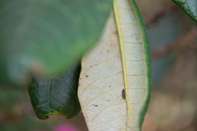 Rhododendron kesangiae, photographed by Morten Ross