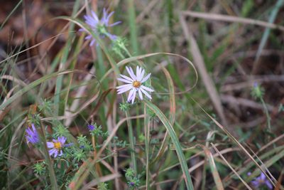 Symphyotrichum grandiflorum, photographed by Ashwin Srinivasan