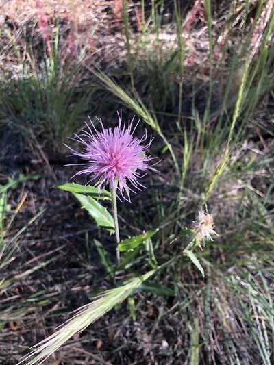 Cirsium wheeleri, photographed by Billy Aguirre