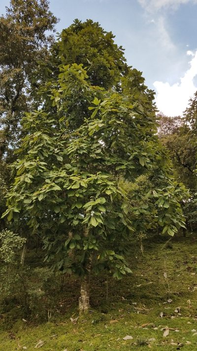 Magnolia dealbata, photographed by Alan Rockefeller