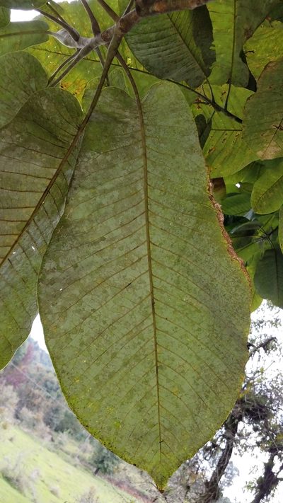 Magnolia dealbata, photographed by Alan Rockefeller