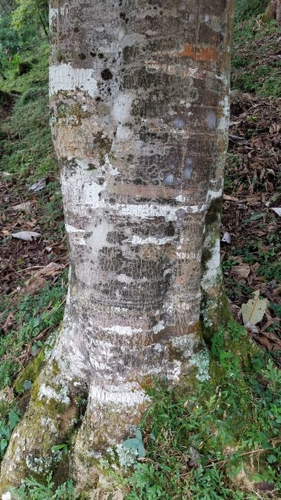 Magnolia dealbata, photographed by Alan Rockefeller