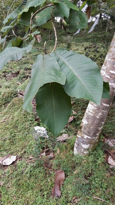 Magnolia dealbata, photographed by Alan Rockefeller