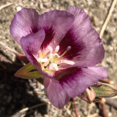 Clarkia speciosa, photographed by dennismudd