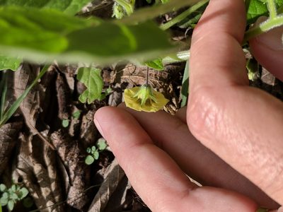 Physalis pubescens, photographed by Alison Northup