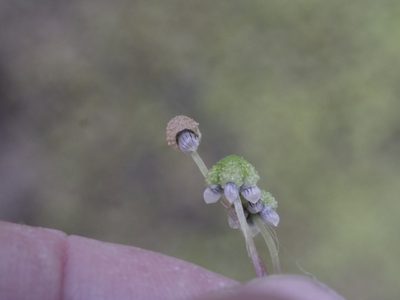 Asterella australis, photographed by Bruce Calvert