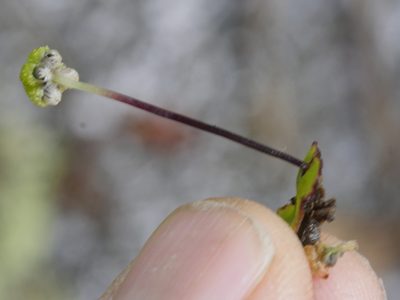 Asterella australis, photographed by Bruce Calvert
