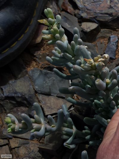 Mesembryanthemum tetragonum, photographed by Chris Vynbos