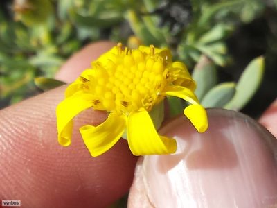 Othonna ramulosa, photographed by Chris Vynbos