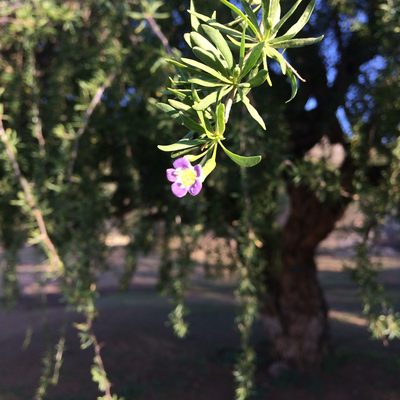 Lycium oxycarpum, photographed by Andrew Gillespie