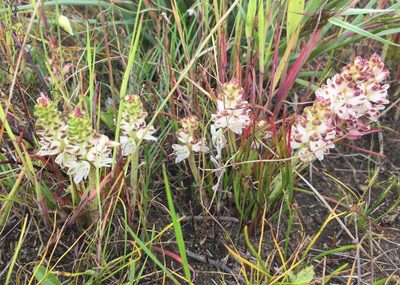 Lachenalia contaminata, photographed by Caroline Voget