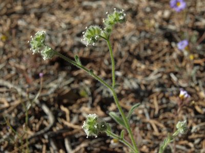 Cryptantha gracilis, photographed by Jim Morefield