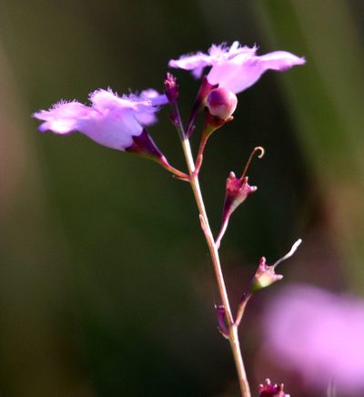 Agalinis aphylla, photographed by Lauren McLaurin