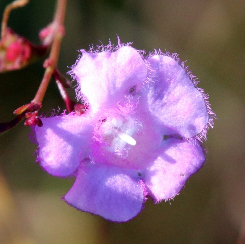 Agalinis aphylla, photographed by Lauren McLaurin