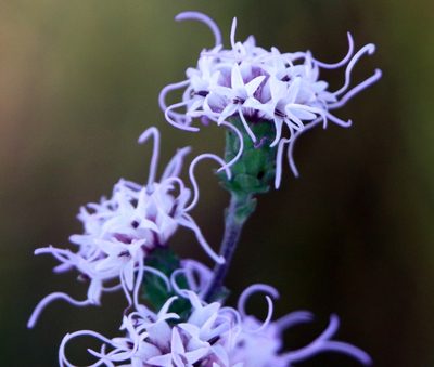 Liatris squarrulosa, photographed by Lauren McLaurin