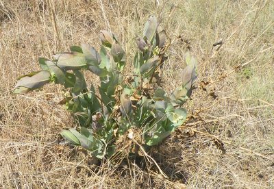 Gomphocarpus glaucophyllus, photographed by Antoinette Eyssell Knox