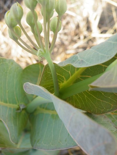 Gomphocarpus glaucophyllus, photographed by Antoinette Eyssell Knox