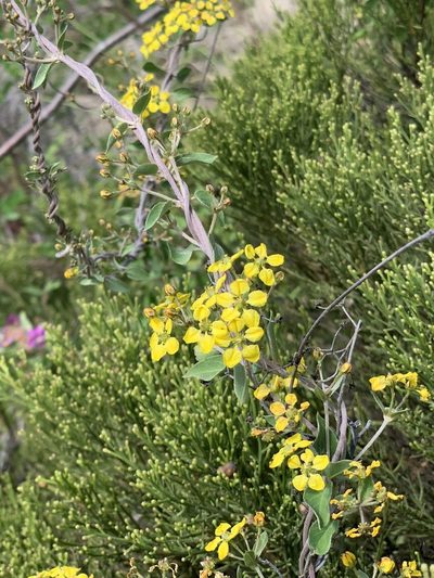 Cottsia californica, photographed by Bill Levine