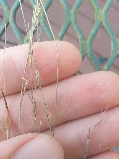 Aristida longespica, photographed by Will McFarland