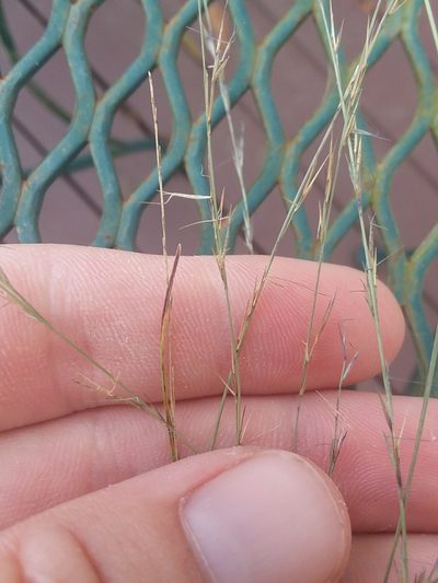 Aristida longespica, photographed by Will McFarland