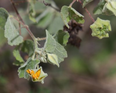 Abutilon californicum, photographed by Bill Levine