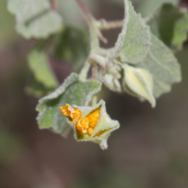 Abutilon californicum, photographed by Bill Levine
