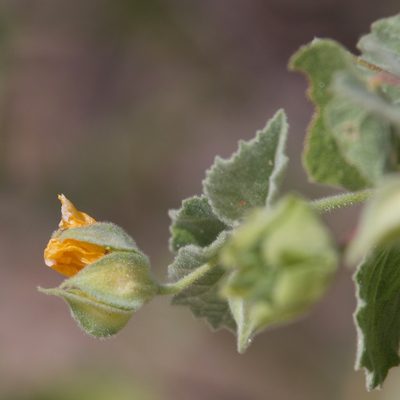 Abutilon californicum, photographed by Bill Levine