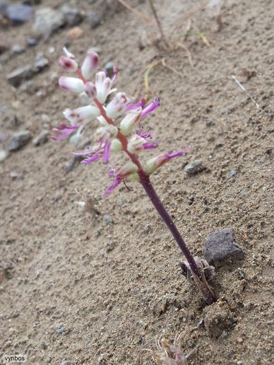 Lachenalia comptonii, photographed by Chris Vynbos