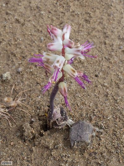 Lachenalia comptonii, photographed by Chris Vynbos
