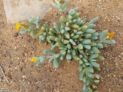 Malephora crassa, photographed by Chris Vynbos