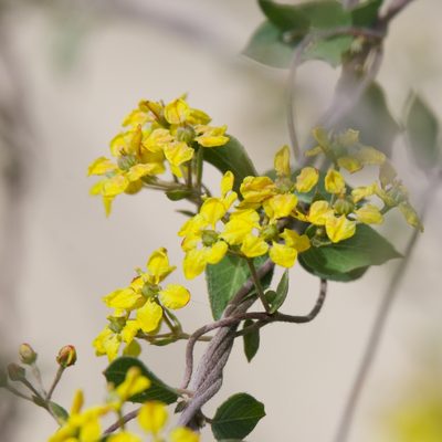 Cottsia californica, photographed by Bill Levine
