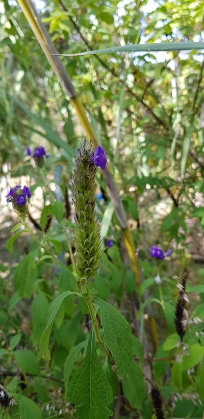 Stachytarpheta acuminata, photographed by Eugenio Padilla