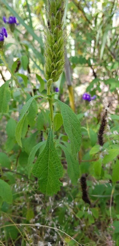 Stachytarpheta acuminata, photographed by Eugenio Padilla