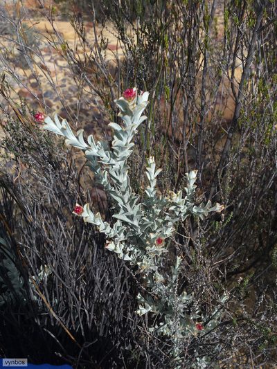 Syncarpha dregeana, photographed by Chris Vynbos