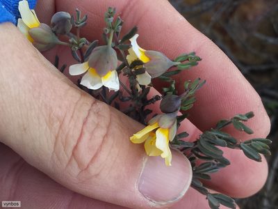 Roepera spinosa, photographed by Chris Vynbos