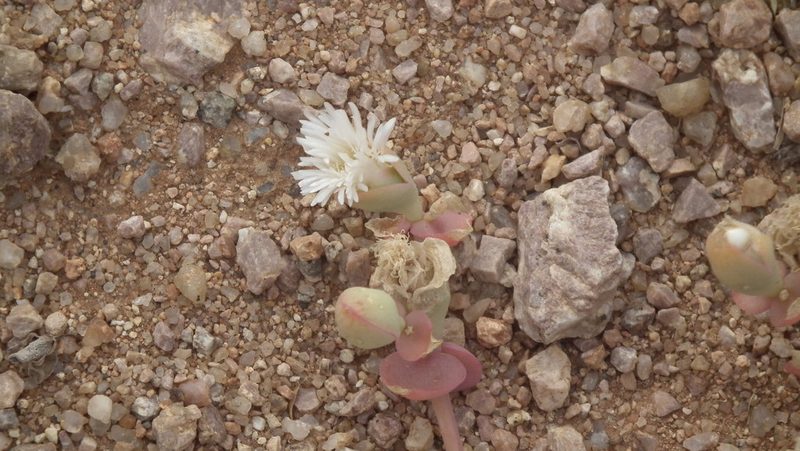 Mesembryanthemum sladenianum, photographed by Shaun Swanepoel