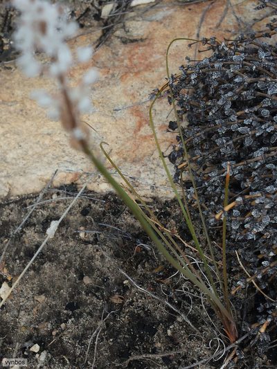 Bulbinella cauda-felis, photographed by Chris Vynbos