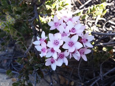 Agathosma adenandriflora, photographed by Chris Vynbos