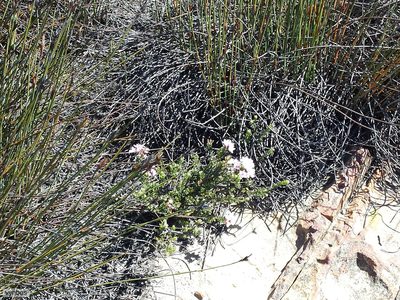 Agathosma adenandriflora, photographed by Chris Vynbos