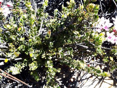 Agathosma adenandriflora, photographed by Chris Vynbos