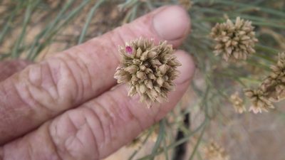 Hermbstaedtia glauca, photographed by Shaun Swanepoel
