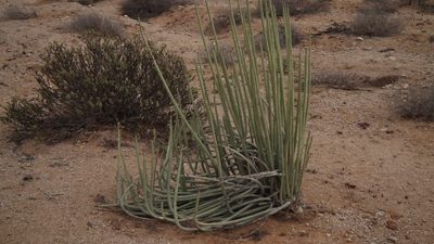 Euphorbia dregeana, photographed by Shaun Swanepoel