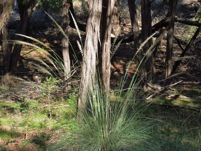 Muhlenbergia lindheimeri, photographed by Annika Lindqvist