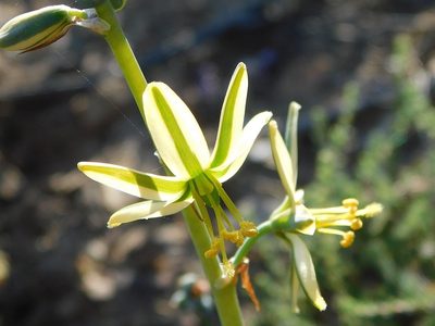 Coilonox vittatum, photographed by Klaus Wehrlin
