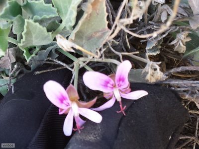 Pelargonium oenotherae, photographed by Chris Vynbos