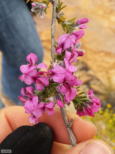 Amphithalea villosa, photographed by Chris Vynbos